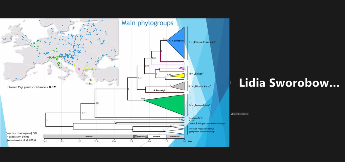 TheAsellus's tweet photo. #LidiaSworobowicz shows fascinating genetic variation and clade distinction of #asellus throughout Europe | #asellussymposium https://t.co/sq4IaHwVId