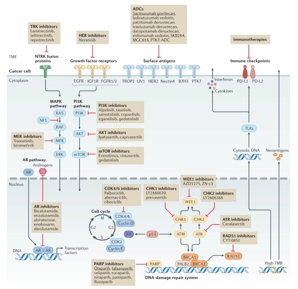#TNBC revolution: not so negative any more‼️
Expanding targets: g/sBRCA1/2mut, gPALB2mut,TROP2, PD-L1+, HER2low, HER3, ERBB2mut, AKT1mut, NTRK, TMB-high, MSI-H
Expanding options: pembro, atezo (EU), sacituzumab, olaparib, talazoparib
Read more rdcu.be/cA5e5 
#bcsm