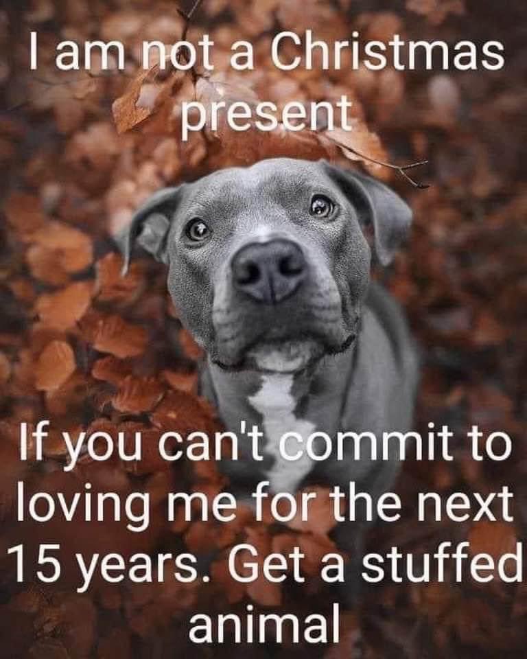 This👇#mansbestfriend #notjustforchristmas