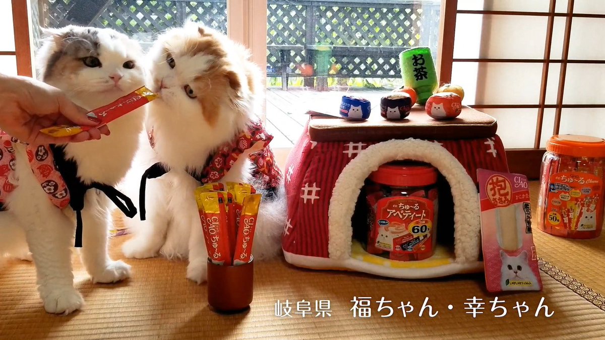 いなば CIAO ちゅ～る tweet media