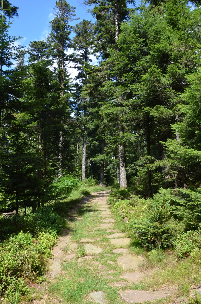 carolemadge's tweet photo. For #RomanRoadsFriday here's a well-preserved stretch of paved Roman road in the Vosges forest near Raon-les-Leau in northeastern France.
https://t.co/68QraiSJvK https://t.co/Z1QscFuflB