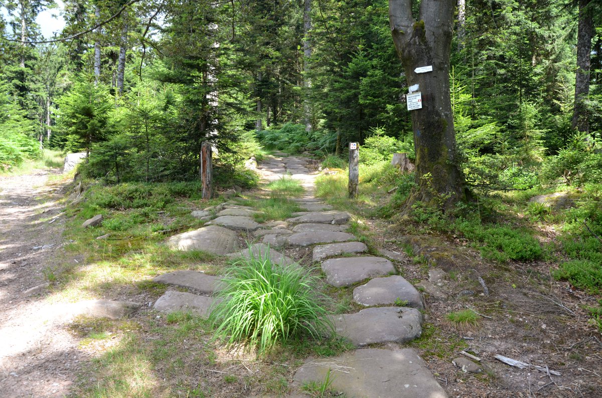 carolemadge's tweet photo. For #RomanRoadsFriday here's a well-preserved stretch of paved Roman road in the Vosges forest near Raon-les-Leau in northeastern France.
https://t.co/68QraiSJvK https://t.co/Z1QscFuflB