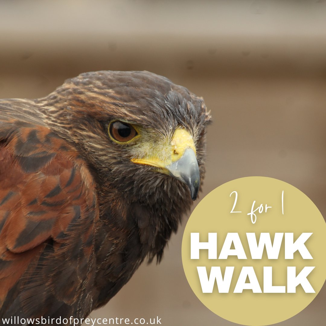 WillowsBop's tweet photo. BLACK FRIDAY DEAL ALERT! Enjoy a Willows 2 for 1 Hawk Walk offer this Black Friday! Simply select 2 tickets and enter code: WBOP-HW241 at the checkout to get 1 of the tickets free! Valid until 29.11.21. #blackfriday #blackfridaydeal #thingstodo #willowsbop #nature #birdsofprey https://t.co/8mGSxsqhGj