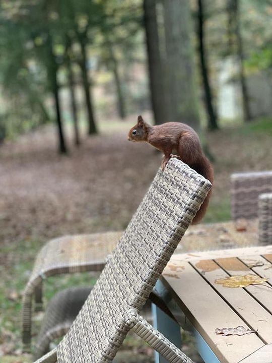 Wat is de natuur op ons park toch mooi. Deze foto kregen wij van @Anniek Stunnenberg. Bedankt voor het delen.
#hetheijderbos #centerparcs #zegjategenwatertoedoet #echtevensamen #natuur #eekhoorn