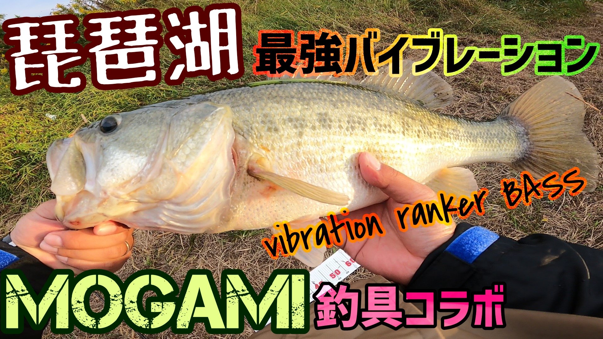 キャベツch 琵琶湖バイブレーション釣れてます 夏以来の50アップ動画です 次回予告まで是非ご覧下さい 動画はコチラ T Co Ifq5i5kuwf 琵琶湖バス釣り バス釣り 釣り 琵琶湖釣り 琵琶湖おかっぱり モガミバイブ Mogami釣具 南湖東岸