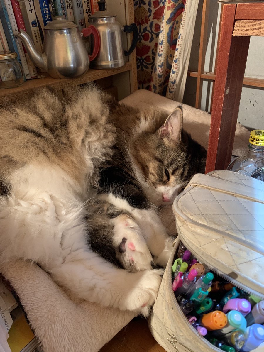 猫との時間を大切に
大切にしたいと思う