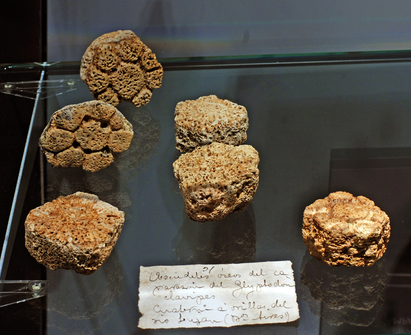 MNCN_Col's tweet photo. #FossilFriday The carapace of #glyptodonts consisted of numerous bony plates, which in adult individuals were welded together to form a rigid shell of variable thickness. These osteoderms were found in 1788 on the banks of the Luján River #Argentina. #Mammals #HistCol #MNCN250 https://t.co/8KOn0fMjpp