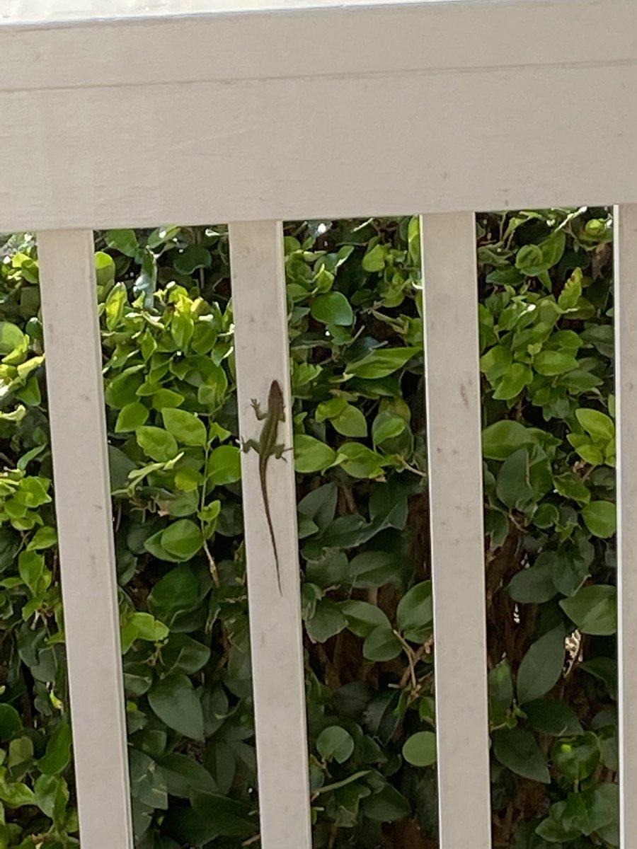 LSRyals's tweet image. I saw a lizard today, it’s not important but what the heck!!!
