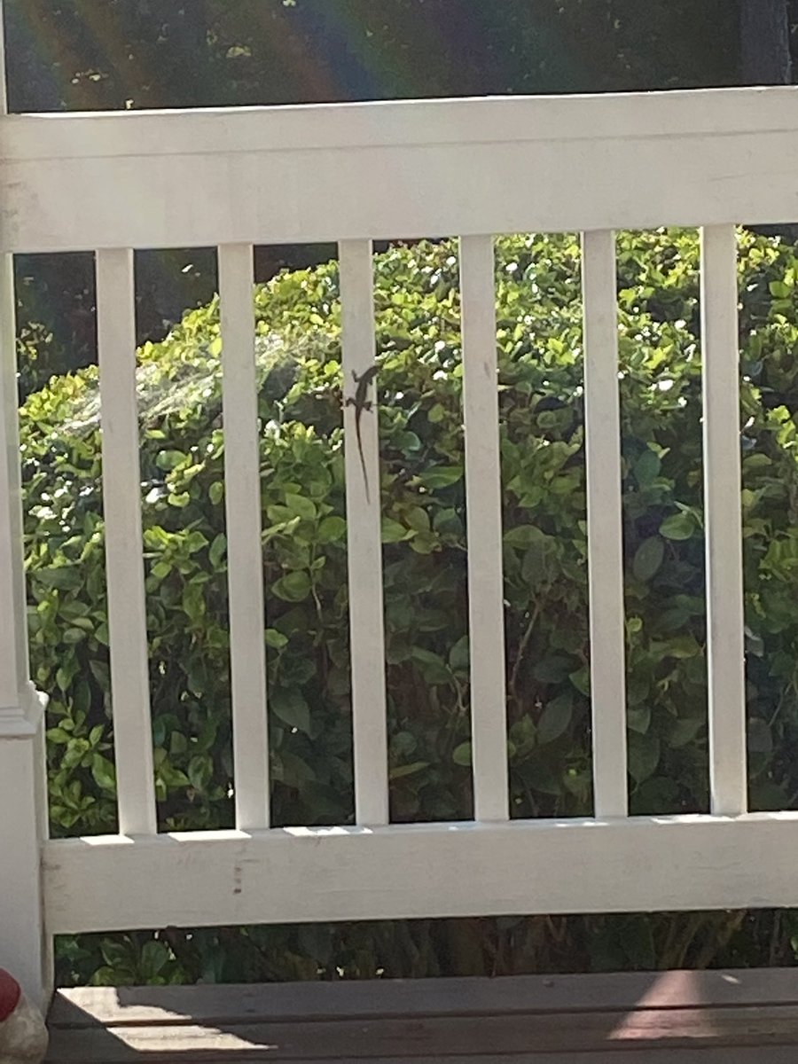 LSRyals's tweet image. I saw a lizard today, it’s not important but what the heck!!!