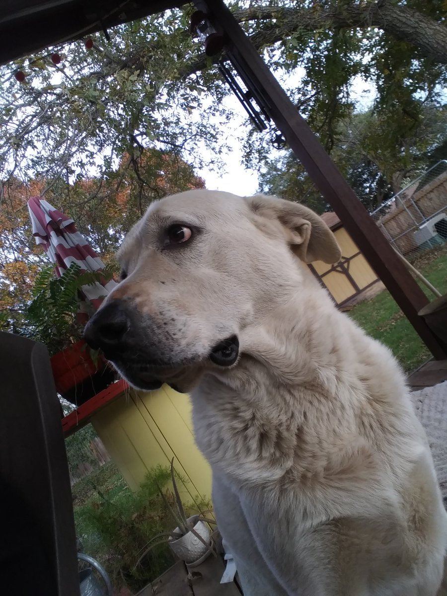 Nuke66505894's tweet photo. Pupper named flip :) 
Hes a good sketch boy :)
#doggo https://t.co/mIrUQrBnho