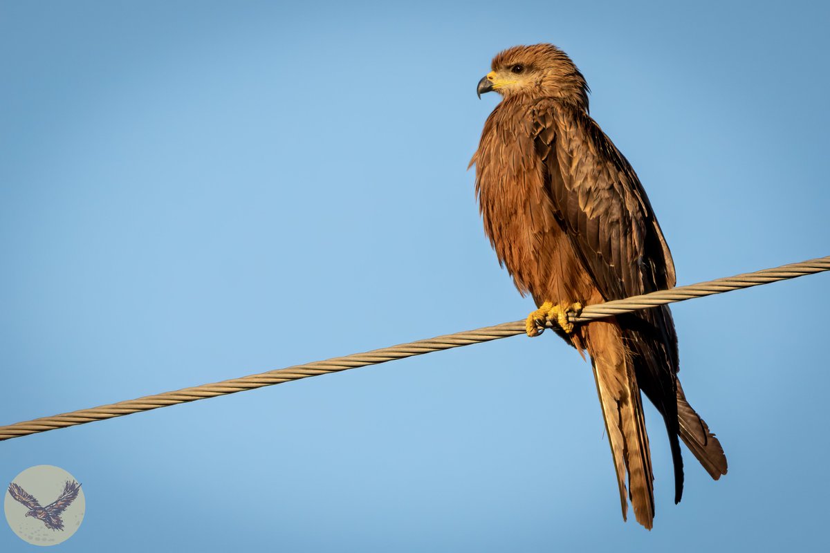 RileyCavanagh's tweet photo. @JackieBrunt The red kites are very pretty birds. Very much like our Black Kites. https://t.co/TNptTuPgUa