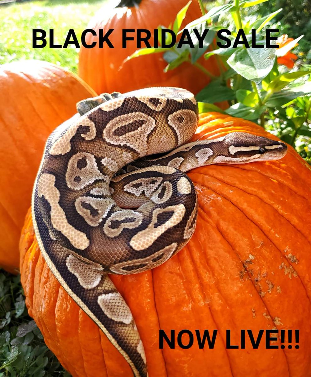 SkyHighGeckos's tweet photo. Our Black Friday Sale is now live! https://t.co/3clZ7wPfSW
#BlackFridayDeals #BlackFriday2021 #blackfridaysale #reptiles #geckos #turtles #ballpythons #snakes #crestedgeckos https://t.co/KjjDWkETVy