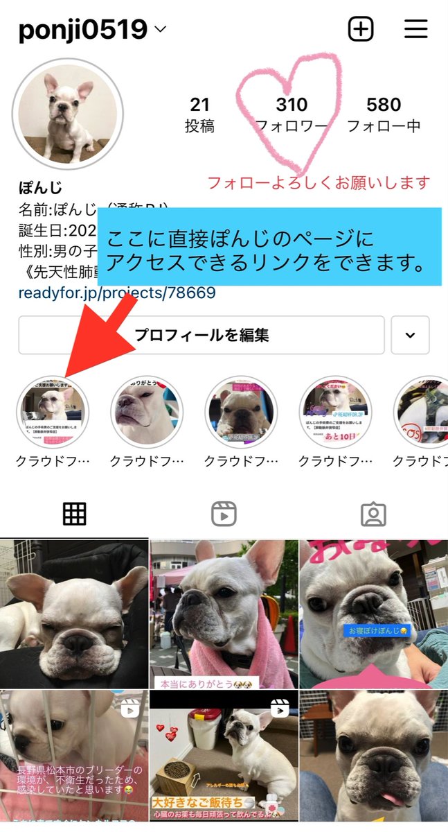 PJ97811032's tweet photo. 【ぽんじの高額手術費をの支援お願い】先天性の心臓疾患を3つと闘っており、肺動脈弁狭窄症が重症で外科手術が必要になりました。高額手術費のためクラウドファンディングをしてますが、目標に未達成だ支援が受けられません。どうかご支援お願いします🤲https://t.co/uuMPhpNSOD https://t.co/WMLUqOjWBN