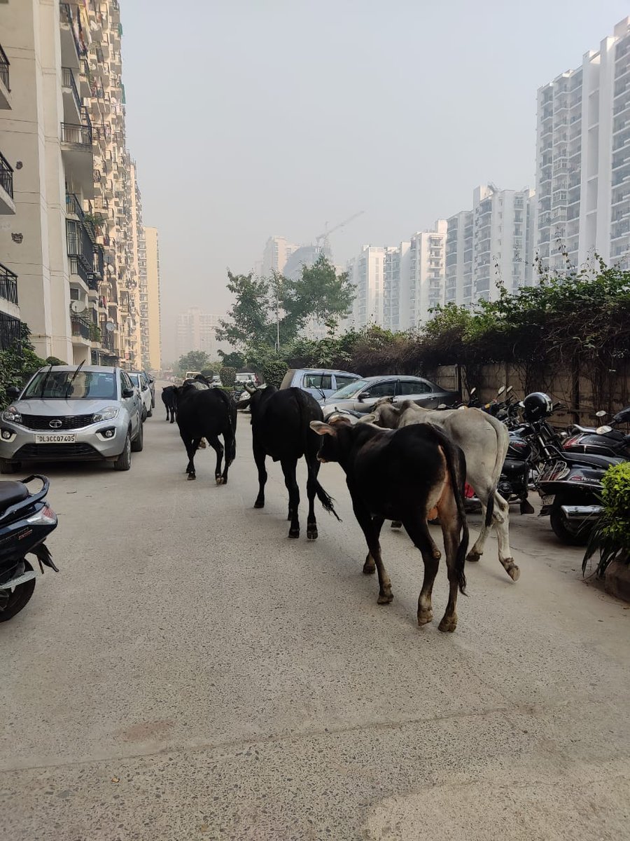 rwsgc11's tweet photo. Stray cows parading inside Golfcity plot 11 as basic maintenance facilities not being provided to residents. Despite orders from Noida Authority builder #Amg developers turns deaf ear ....what to do ?? WHERE TO GO ?? @noidapolice @CeoNoida @noida_authority @PMOIndia @myogioffice https://t.co/FFd4pSQblP