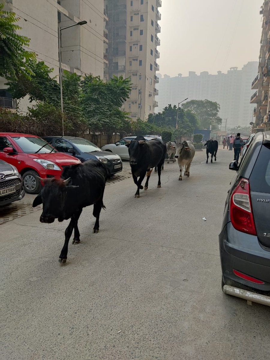 rwsgc11's tweet photo. Stray cows parading inside Golfcity plot 11 as basic maintenance facilities not being provided to residents. Despite orders from Noida Authority builder #Amg developers turns deaf ear ....what to do ?? WHERE TO GO ?? @noidapolice @CeoNoida @noida_authority @PMOIndia @myogioffice https://t.co/FFd4pSQblP