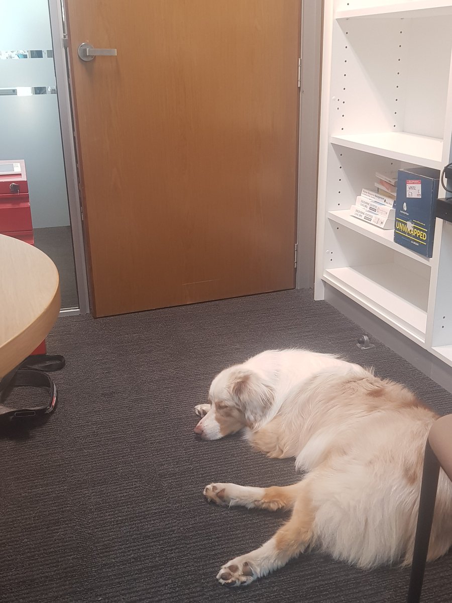 PerthSRN's tweet photo. Its hard to get motivated research assistants these days! @UWASocialImpact https://t.co/3M7WIaGKfw