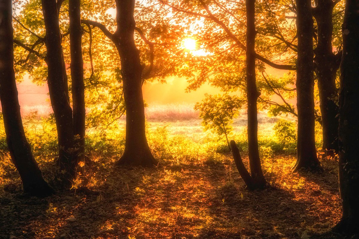 sdnpa's tweet photo. Did you know, the use of 'Fall' to describe Autumn might derive from old Sussex?

Prior to the 1500s, this time of year was simply known as 'Harvest.' However, 'Fall' replaced 'Harvest' before being superseded by 'Autumn.'

📷 Tom Hard

#SouthDowns #TalkSussex #AutumnVibes https://t.co/nrpJIXZ6K2