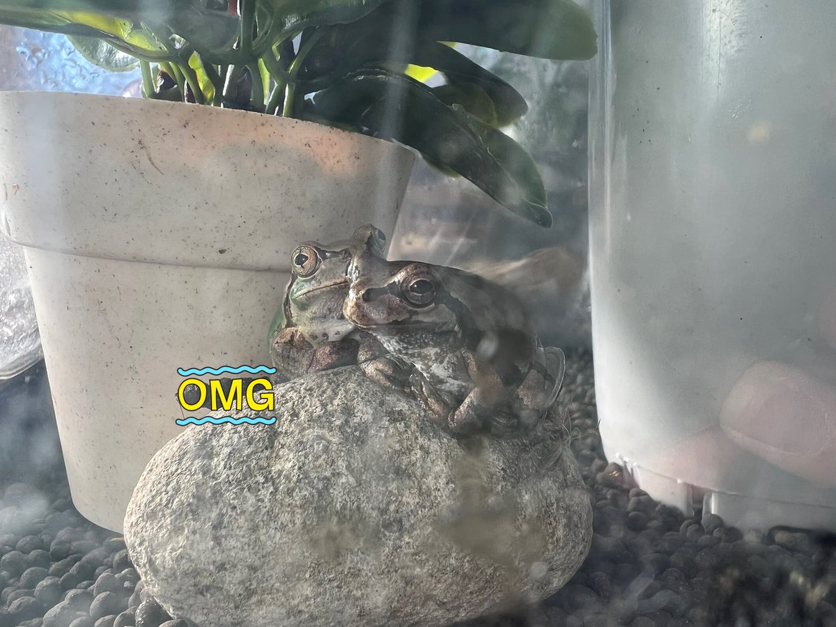 man8377's tweet photo. 小さい石の上で寄り添ってる🐸🐸

横のはすぐ片付けるね💦💦 https://t.co/KWTcpyomB8