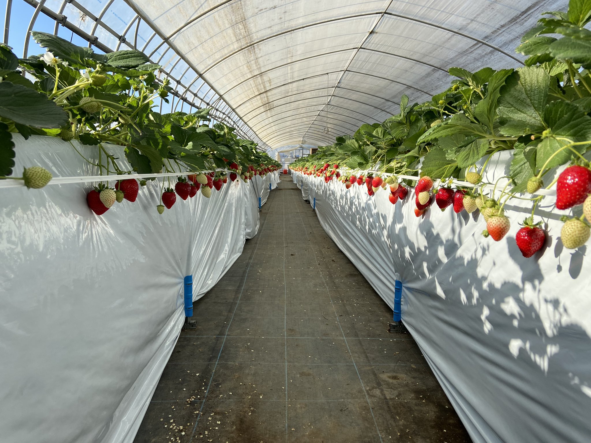佐野市観光推進課 いちご狩り 始まりました 佐野観光農園アグリタウンでいちご狩りが始まりました これまでの とちおとめ スカイベリー に加えて今年は とちあいか も加わりました ぜひ自分好みのいちごを見つけてください アグリタウン