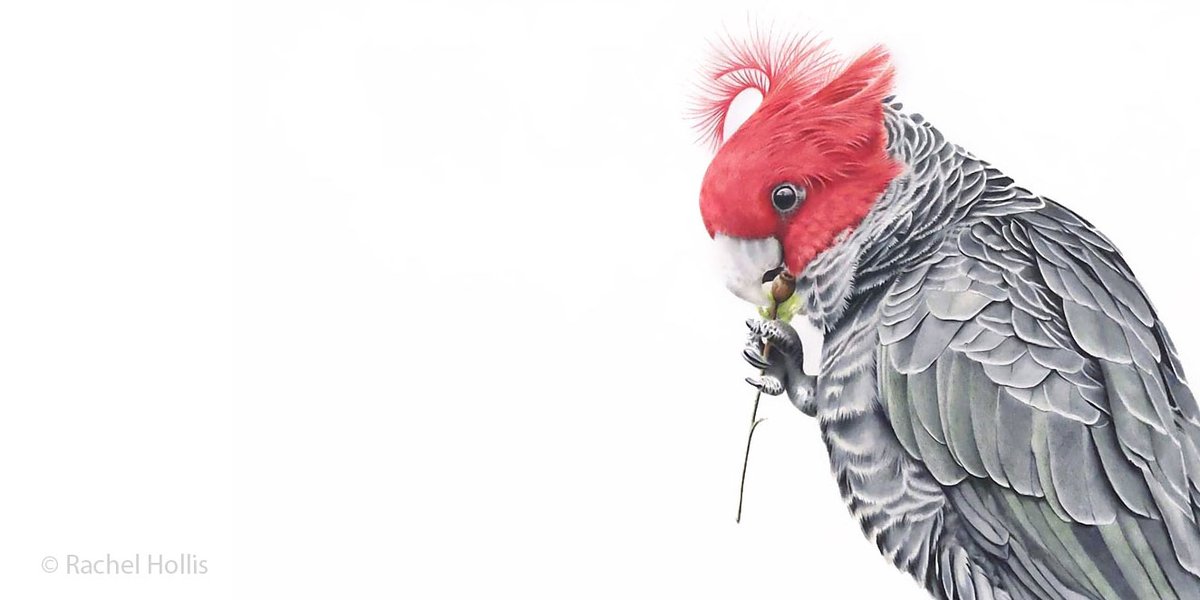 Finished this Gang-gang drawing which is off to its new home next week, prints coming soon 🥳 #drawing #birdart #australian #art