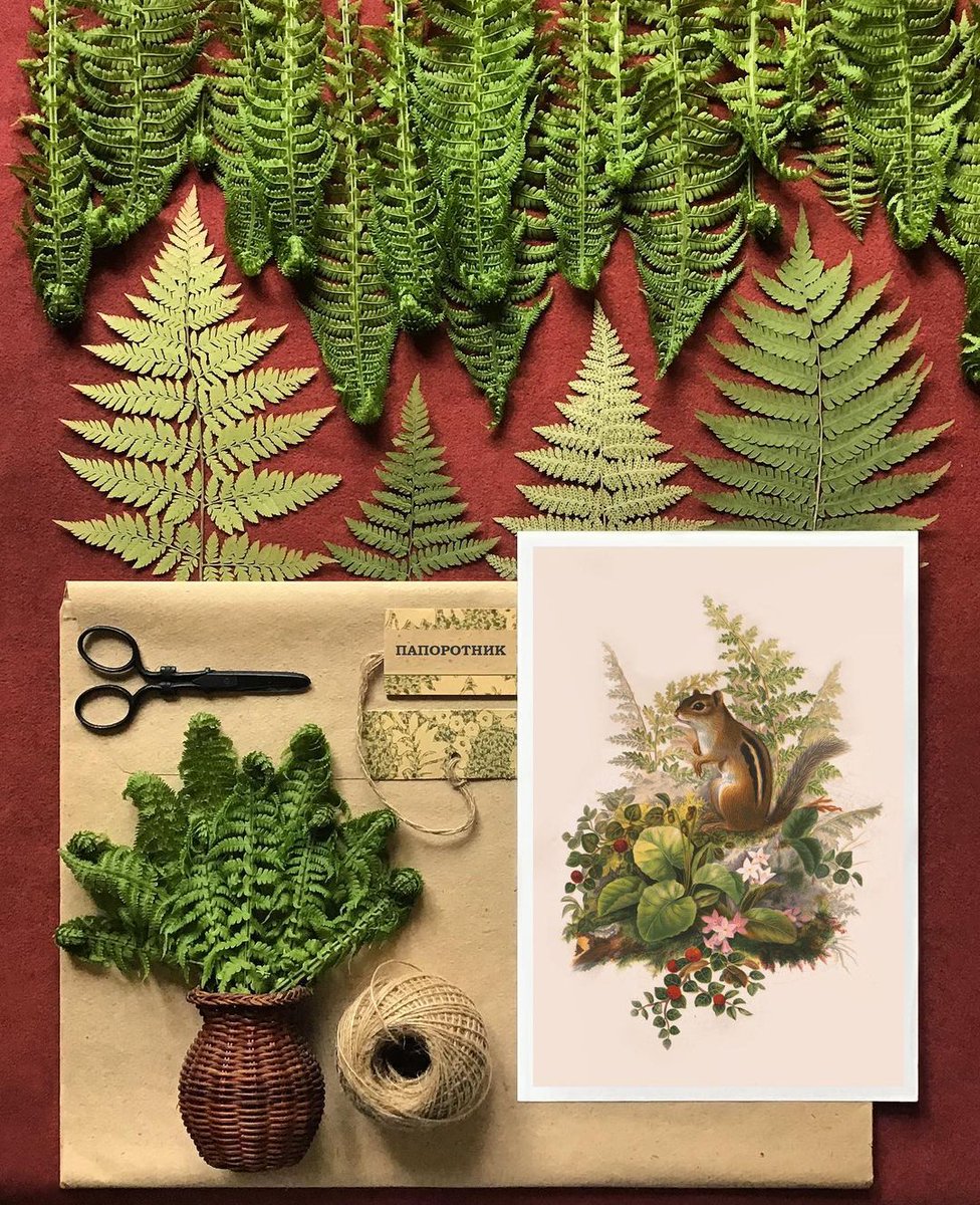 ArtHerbarium's tweet photo. Папоротник * Fern * Fougère * Helecho * Felce * Polypodióphyta 

#herbarium #flowerpress #pressedflowerart #pressedflowers #pressedflower #pressedplants #dryflower #driedflowers #гербарий #домашнийдекор #homedecor #папоротник #fern #fougère #helecho #felce #Polypodióphyta https://t.co/h5aR0MgeVk