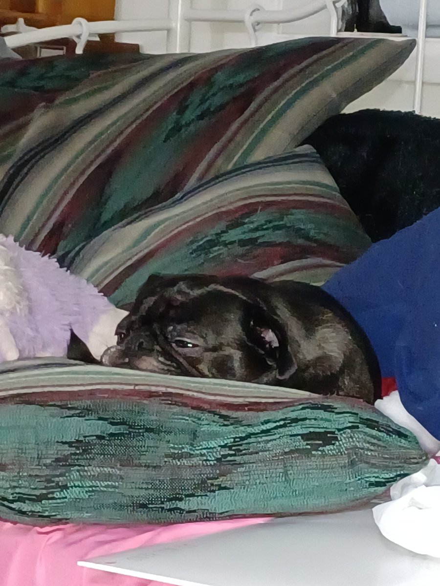 shgweni's tweet photo. #itsapugslife #pugs #puglife #blackpugsoftwitter #pugsontwitter
I caught her sleeping https://t.co/5CReMZUpc0