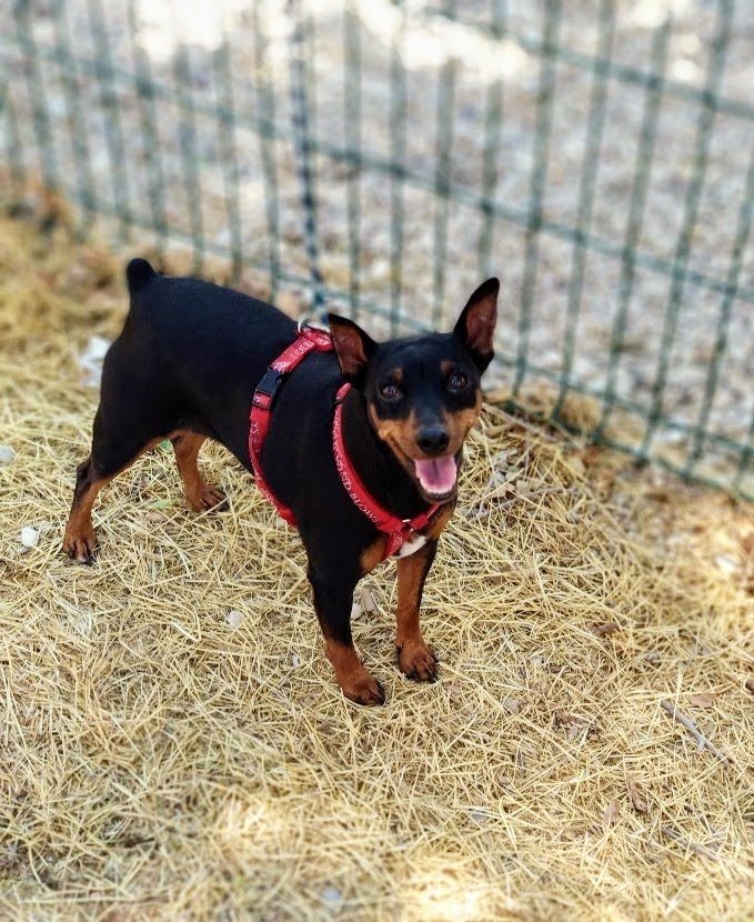 DonaLimpiadora's tweet photo. No compréis mascotas por favor, adoptad, y sólo si estáis muy seguros y lo habéis meditado bien.
Es una gran responsabilidad https://t.co/36IGsR0JrU