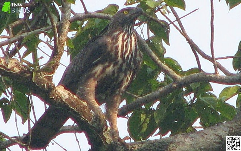 Crested Hawk-Eagle #crestedhawkeagle #nisaetuscirrhatus #kiteseaglesvultures #birdsofprey #NatureWeb #YourShotPhotographer #birds bit.ly/37wjXsy