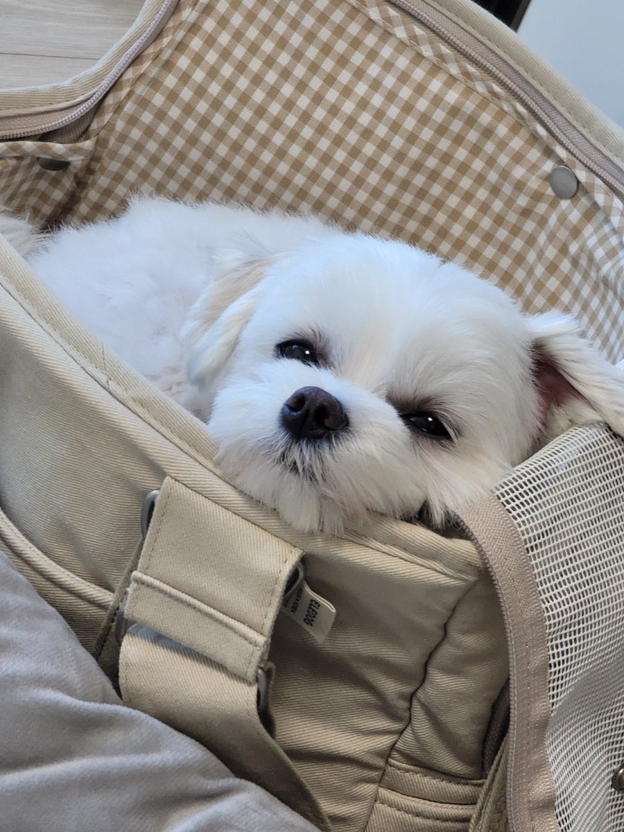 co_O315's tweet photo. 😪💤💤 https://t.co/IbLTSBQtx7