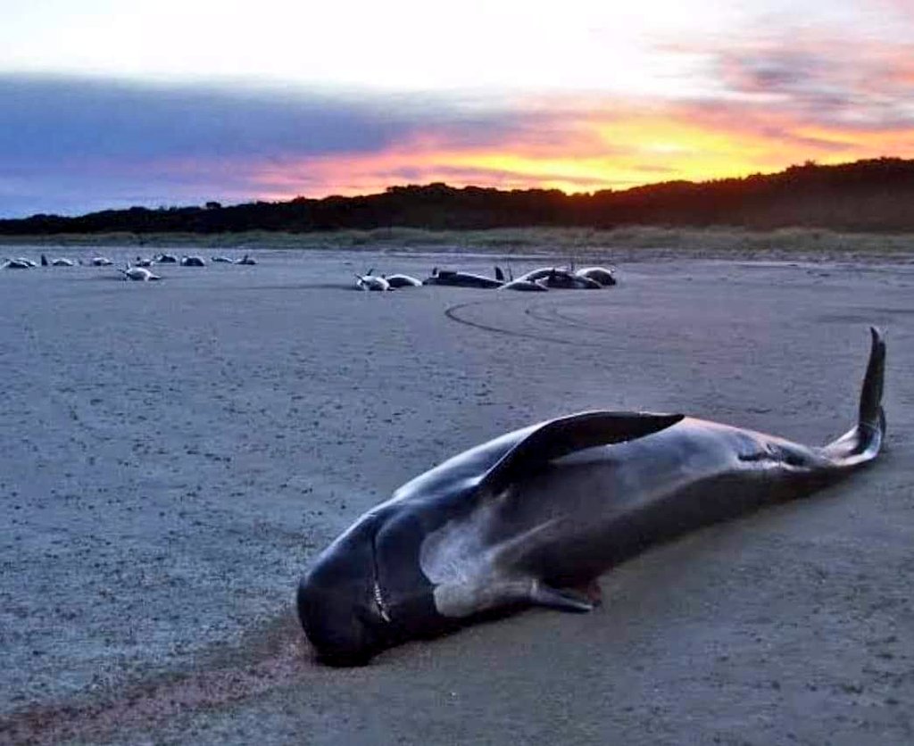 Почему дельфинов выбрасывает на берег. Киты выбрасываются на берег. Синий кит выбросился на берег. Выбрасывание китов на берег.