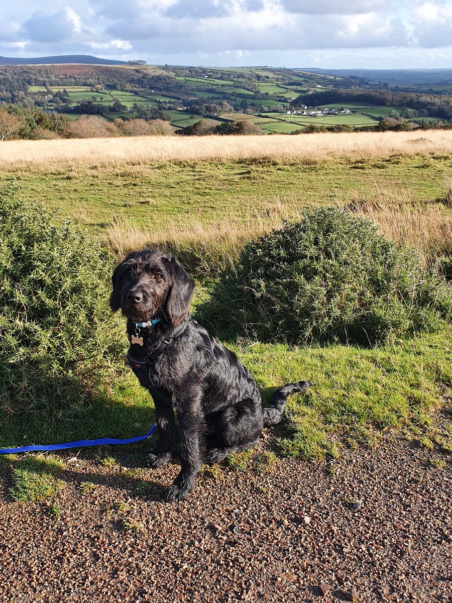 plymouthdevil's tweet image. #GoldenDoodlePuppy
#Sparkwell