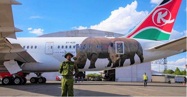 AKenyanGirl's tweet photo. A long overdue move, the partnership between KTB and KQ.

Our wildlife are unparalleled icons and ambassadors for Kenya, and for our tourism industry.

And my fave chonky girls, Najin and Fatu are on the plane! I wish Sudan was here.
💕🦏🐘🦁
#FlyTheMagic #TembeaKenya https://t.co/28k3pLVkbl