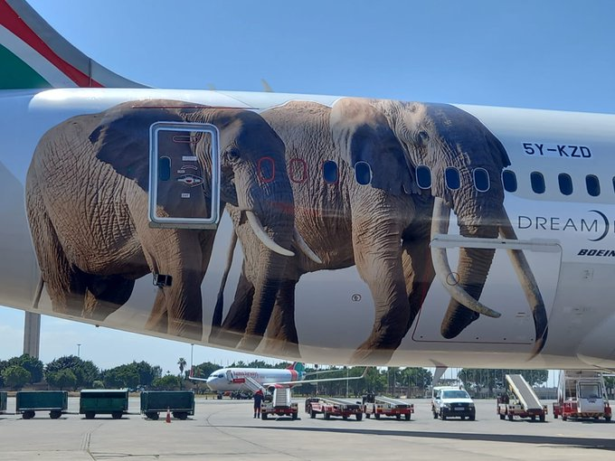 AKenyanGirl's tweet photo. A long overdue move, the partnership between KTB and KQ.

Our wildlife are unparalleled icons and ambassadors for Kenya, and for our tourism industry.

And my fave chonky girls, Najin and Fatu are on the plane! I wish Sudan was here.
💕🦏🐘🦁
#FlyTheMagic #TembeaKenya https://t.co/28k3pLVkbl