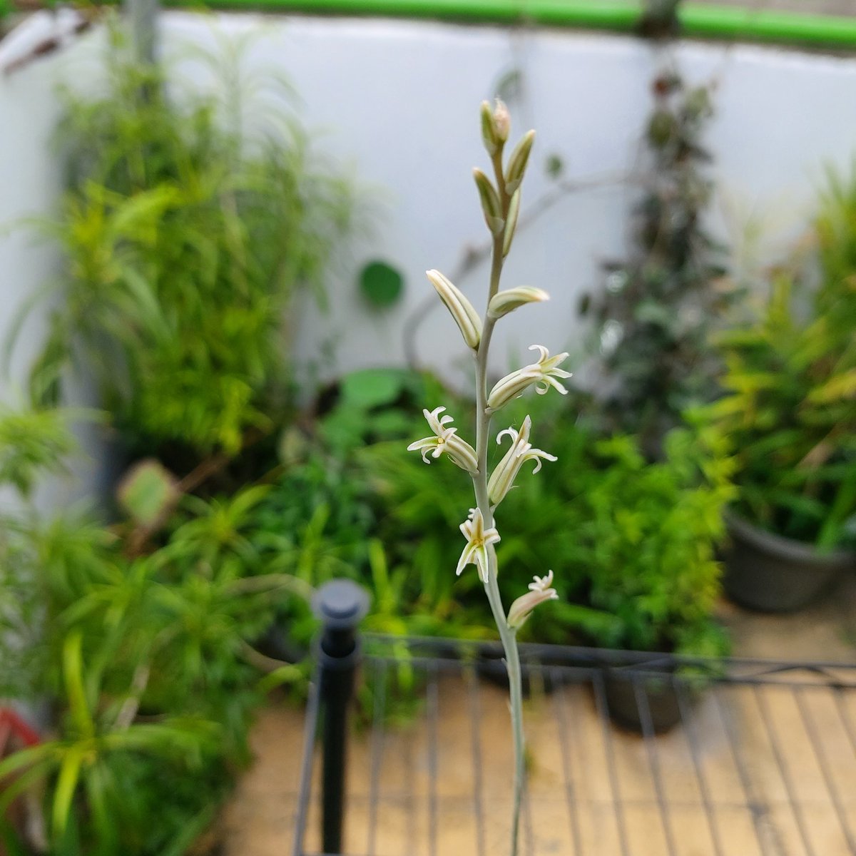 JunSaWorld's tweet photo. Blooming flower #succulent https://t.co/3GwldgYcWq