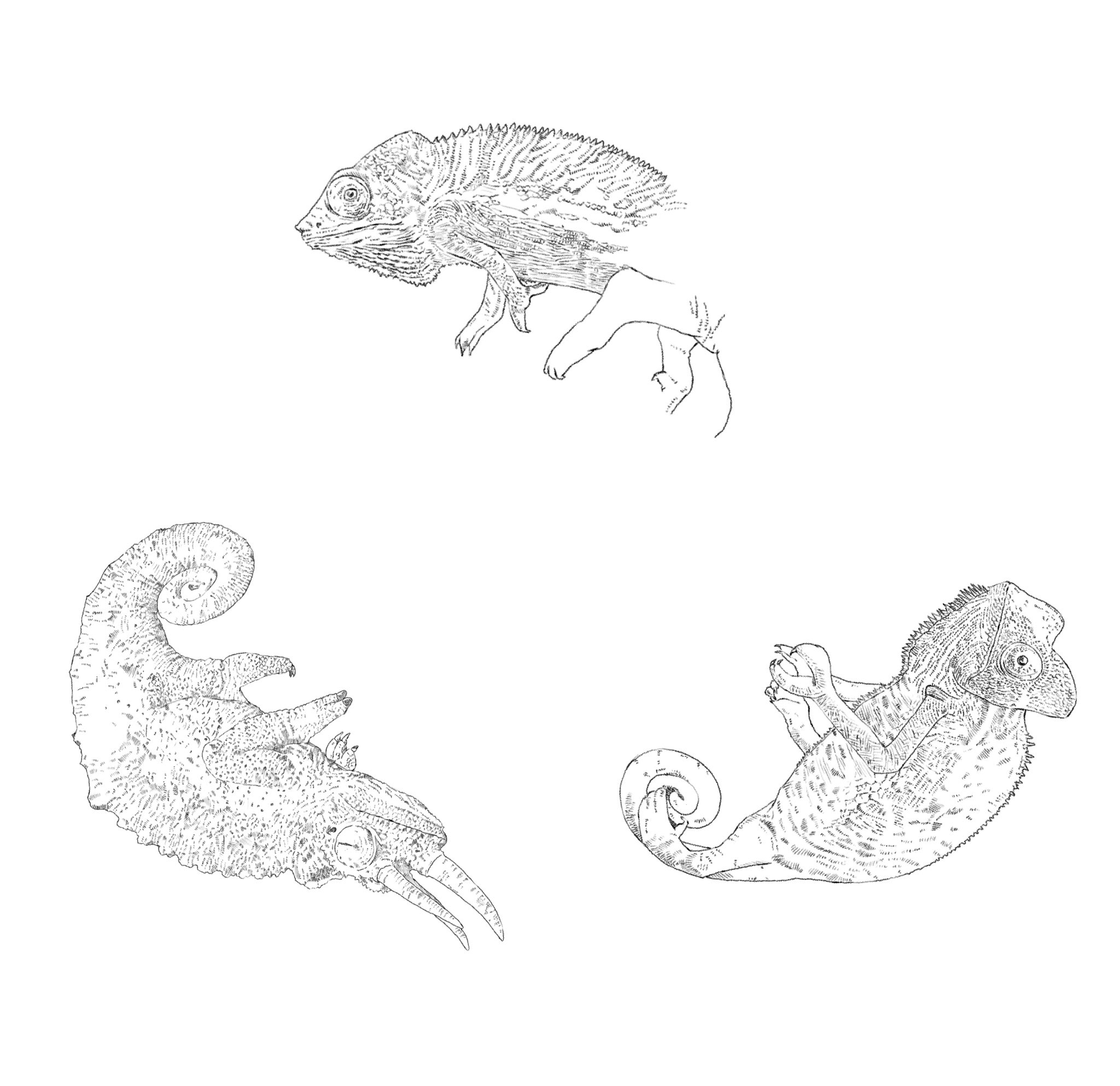 تويتر ジャクソンカメレオン البحث في تويتر