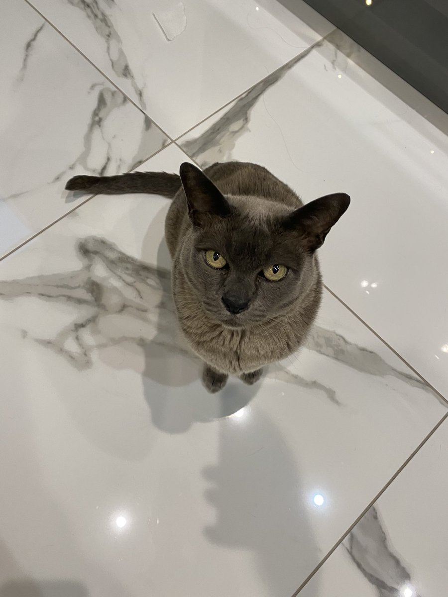 FrazerBlueCat's tweet photo. It’s breakfast time 🥣 My favourite time of the day! I’ll have tuna please!🐟😻😻😻

#CatsofTwitter 
#BreakfastOrder https://t.co/spwyr8mFaH
