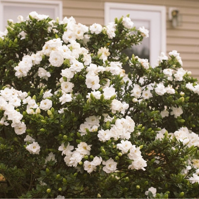 Гардения kleim's hardy. Гардения жасминовая дерево. Гардения клеймс харди фото. Сад гардения. Сад гардения.