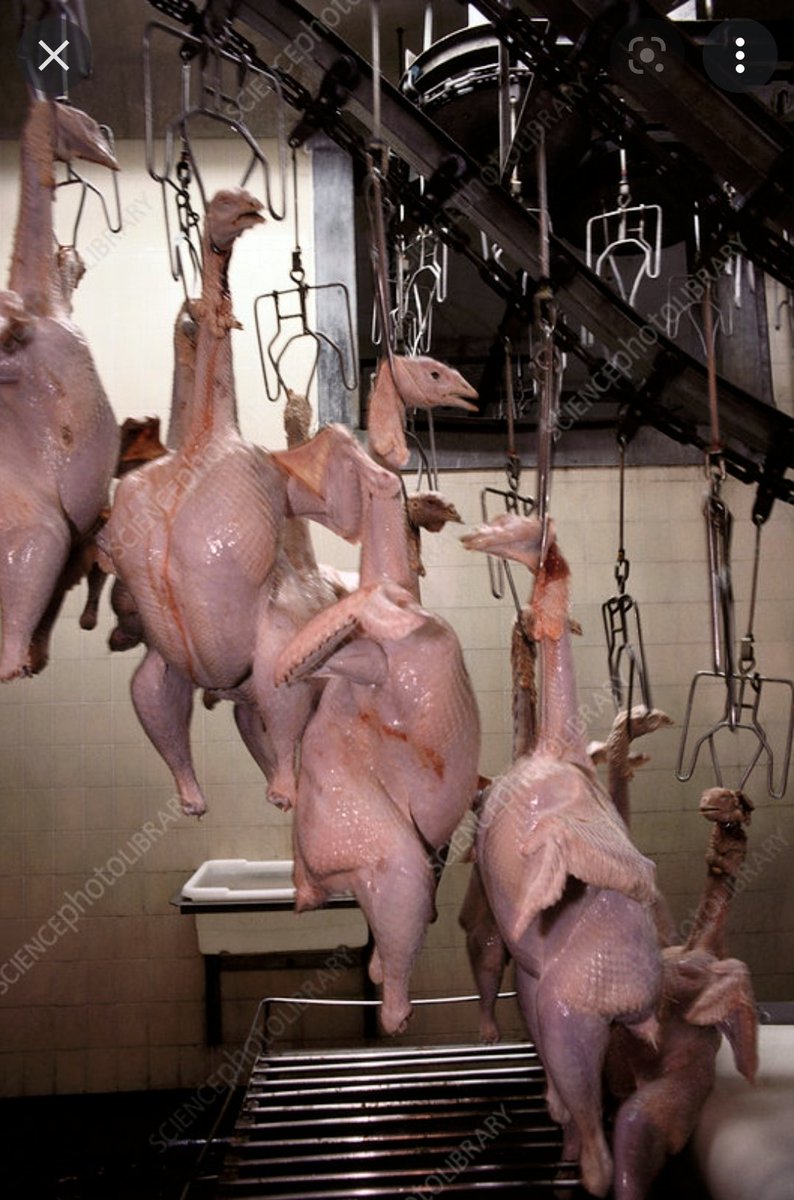niklostjackson's tweet photo. 'Be nice to yu turkey dis xmas
Invite dem indoors fe sum greens
Let dem eat cake an let dem partake
In a plate of organic grown beans,
Be nice to yu turkey dis christmas
An spare dem de cut of de knife,
Join Turkeys Utd an dey’ll be delighted
An yu will mek new friends ‘FOR LIFE’ https://t.co/XLoEonFUTU