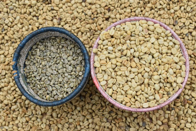 observerug's tweet photo. Firm seeks #Uganda-n Robusta coffee to quench #Russia thirst. Russkiy Produkt, a leading Russian food firm which buys food products through 3rd parties now says it now wants to buy directly Ugandan #coffee because it's unmatched https://t.co/yv2cIERyxY https://t.co/LHxdVcAl32