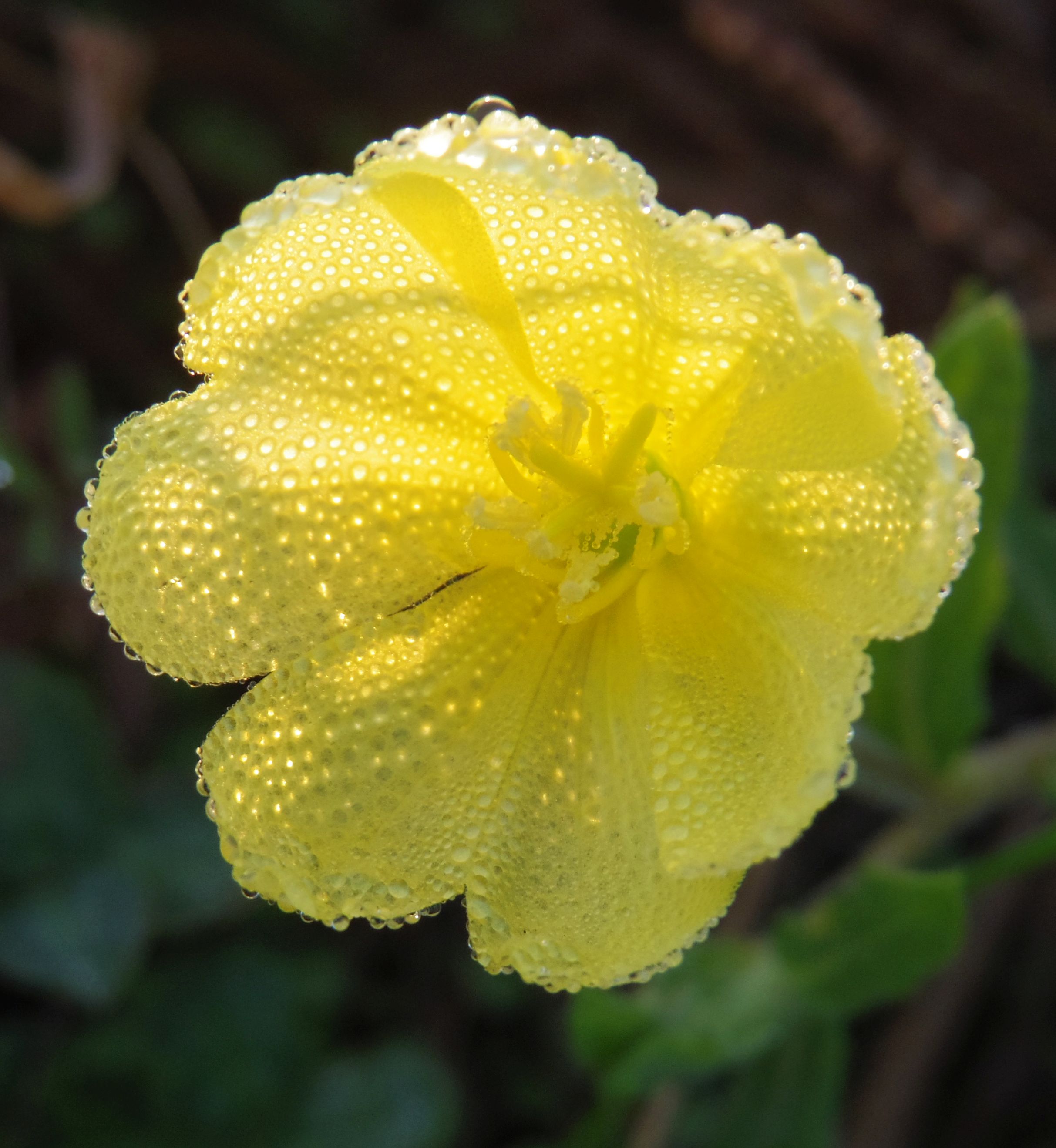 こころんグリーン うちの前の空き地にマツヨイグサが咲いていました 淡い黄色の花が数輪開いています 朝日の中で露がたくさん付いています マツヨイグサ 淡い黄色の花 露 秋の花 秋 山野草 野草 園芸 ガーデニング 熊本市南区 熊本
