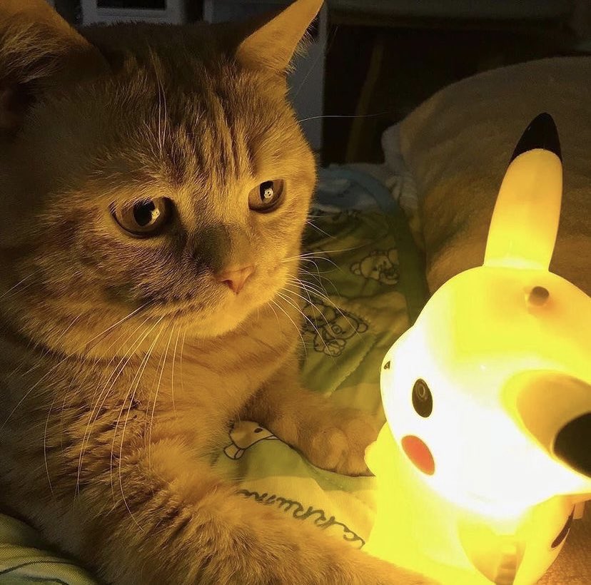 dhaaaar7's tweet image. First try on mini next on main 😈