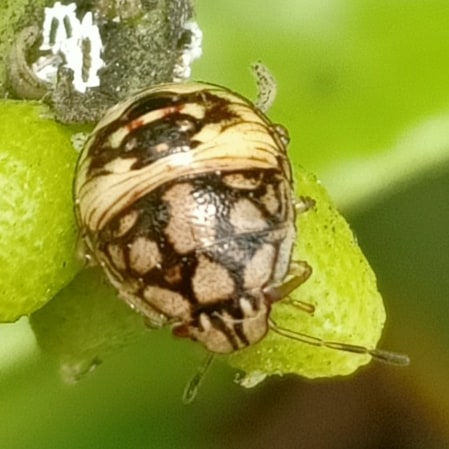 nenasibaikhati's tweet photo. @oppoindonesia @oppo #shotbyphone #shotbyphoneonly #oppo #oppof9 #shotonoppo #shotonoppof9 #macrophotography #phonephotography #insect #ladybug #serangga #seranggaindonesia #kepik #cameraphone #JumatBerkah https://t.co/1GvdjLKoD1