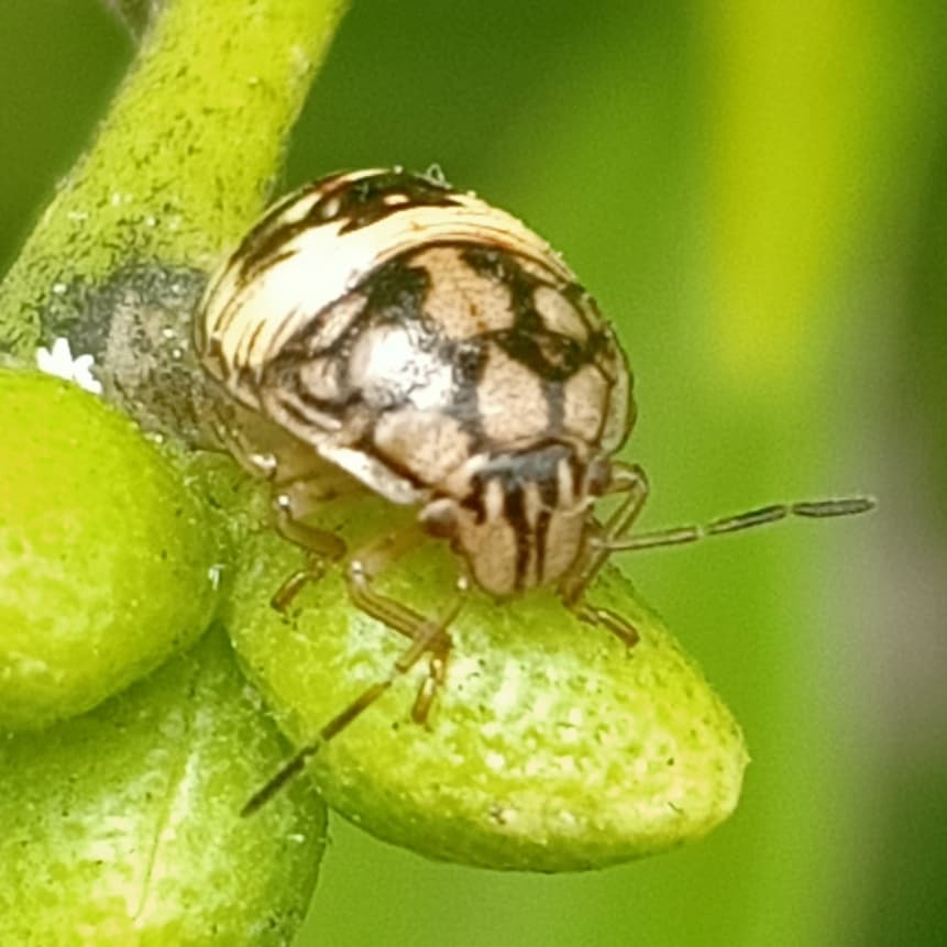 nenasibaikhati's tweet photo. @oppoindonesia @oppo #shotbyphone #shotbyphoneonly #oppo #oppof9 #shotonoppo #shotonoppof9 #macrophotography #phonephotography #insect #ladybug #serangga #seranggaindonesia #kepik #cameraphone #JumatBerkah https://t.co/1GvdjLKoD1