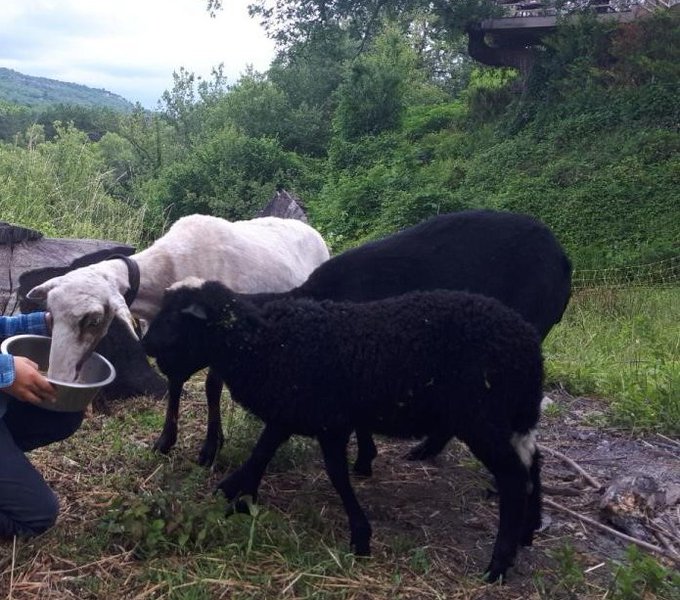Y'a une (très) belle affaire à faire dans l'open space : 200 m de filets à moutons + 70 piquets + batterie + capteur solaire.
Un collègue n'arrive pas à s'en débarrasser. 
Envoyez vos propositions en euros et je transmets (après conversion en francs) jusqu'à son vallon du Luberon