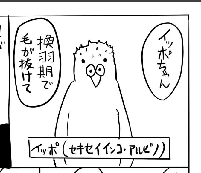 佐渡島さんから、このインコの鼻が目に見えてしまい思考停止するとの指摘。飼ってる者目線での主観的な描写をしてしまった 