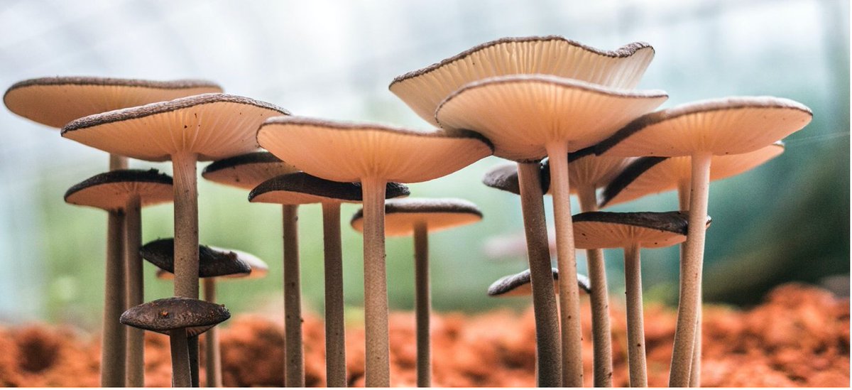 5.Have you heard, #mushrooms could save the planet!? Check out this article about how the #fungi can be used in materials for building and even to replace plastic #natureisamazing fantasticfungi.com/the-mush-room/…