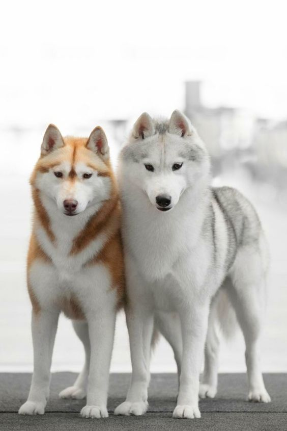 risky_pleasures's tweet photo. #huskeys such beauty x https://t.co/EdodaLk5Cx