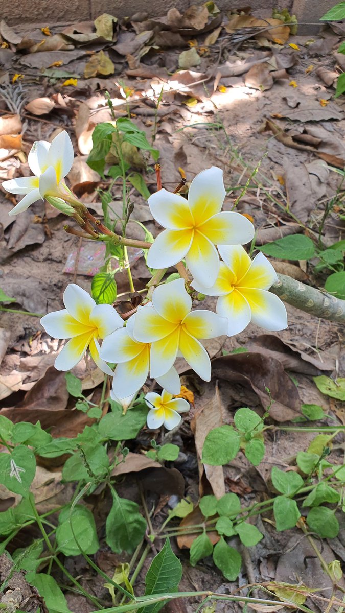 hanafirst's tweet photo. #Whitish #yellow #plumeria https://t.co/6LDs4n8aN6