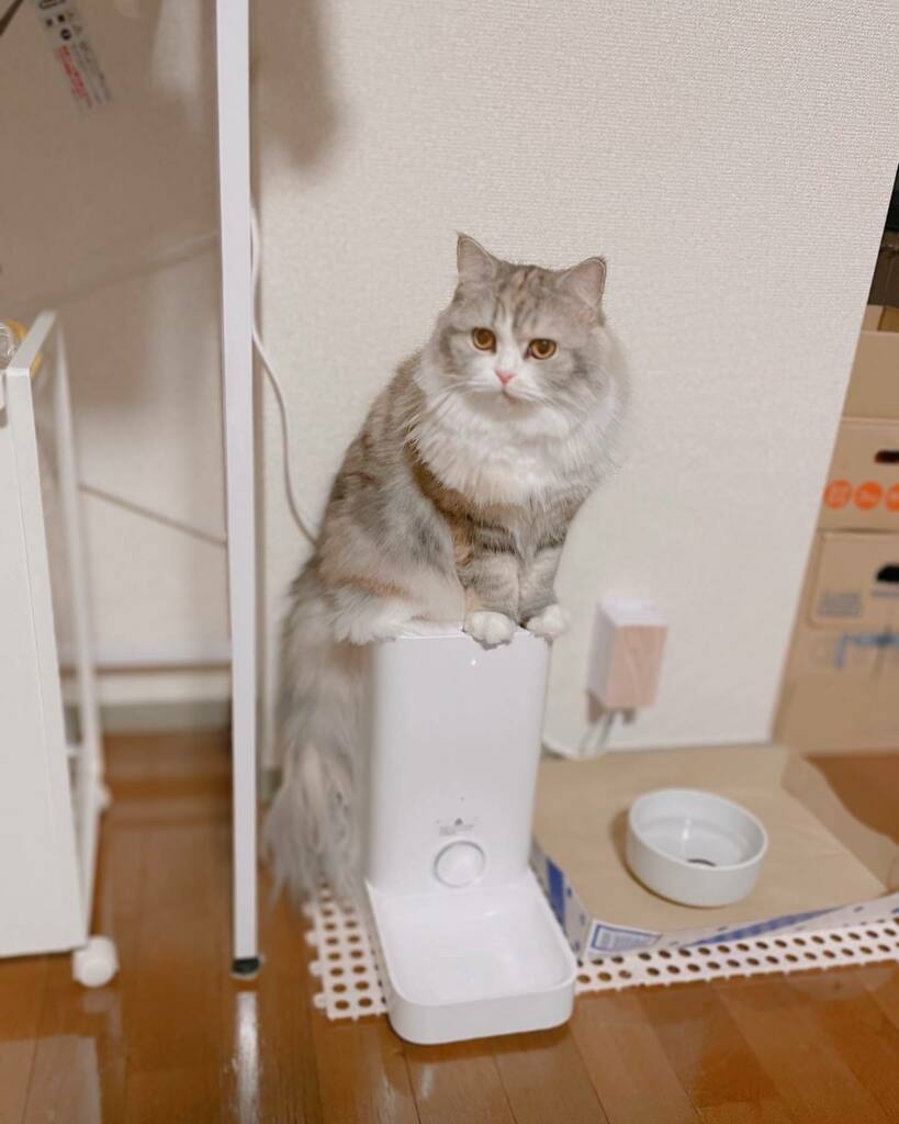 ねむろぐ🐈ねこがいる暮らし/スコティッシュフォールド tweet media