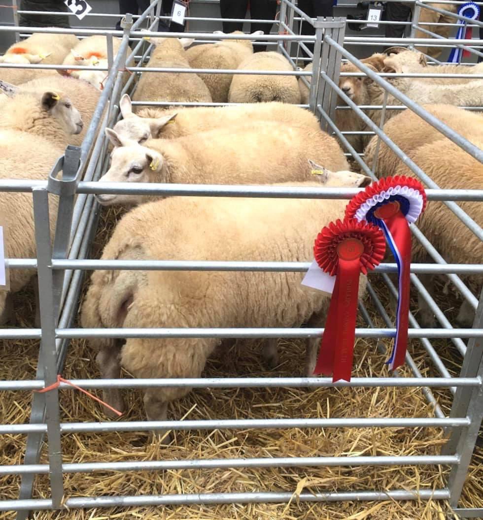 Beltex Sheep Society tweet media